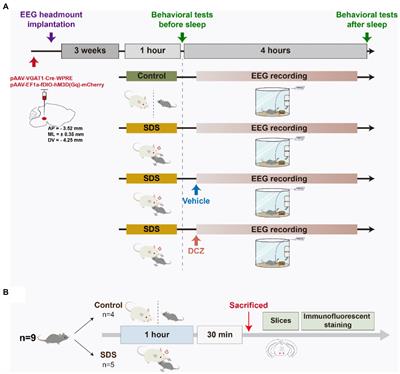 Activation of ventral tegmental area vesicular GABA transporter (Vgat) neurons alleviates social defeat stress-induced anxiety in APP/PS1 mice